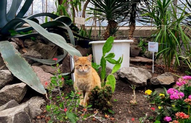 Четыре котика и цветущая хурма: как оранжерея ВДНХ встречает весну во время войны (фоторепортаж)