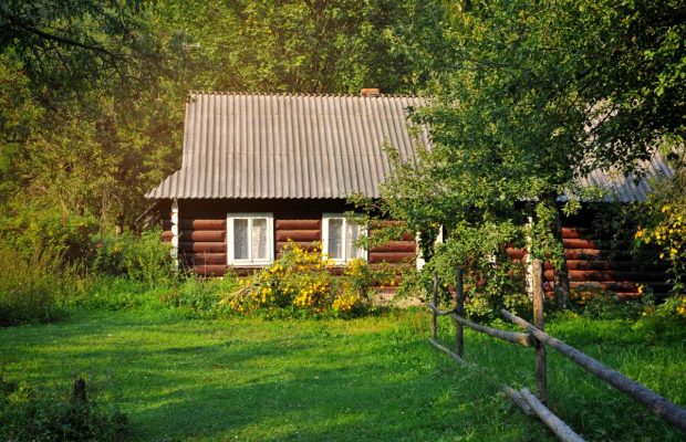 6 невибагливих дерев для дачі, які плодоносять без вашої участі