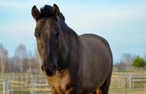 Парк природы "Беремицкий" на Черниговщине встречает весну и посетителей (фоторепортаж)