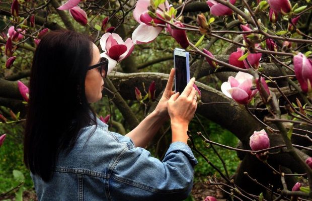 В ботсаду Фомина пик цветения магнолий: киевляне спешат увидеть красоту (фоторепортаж)