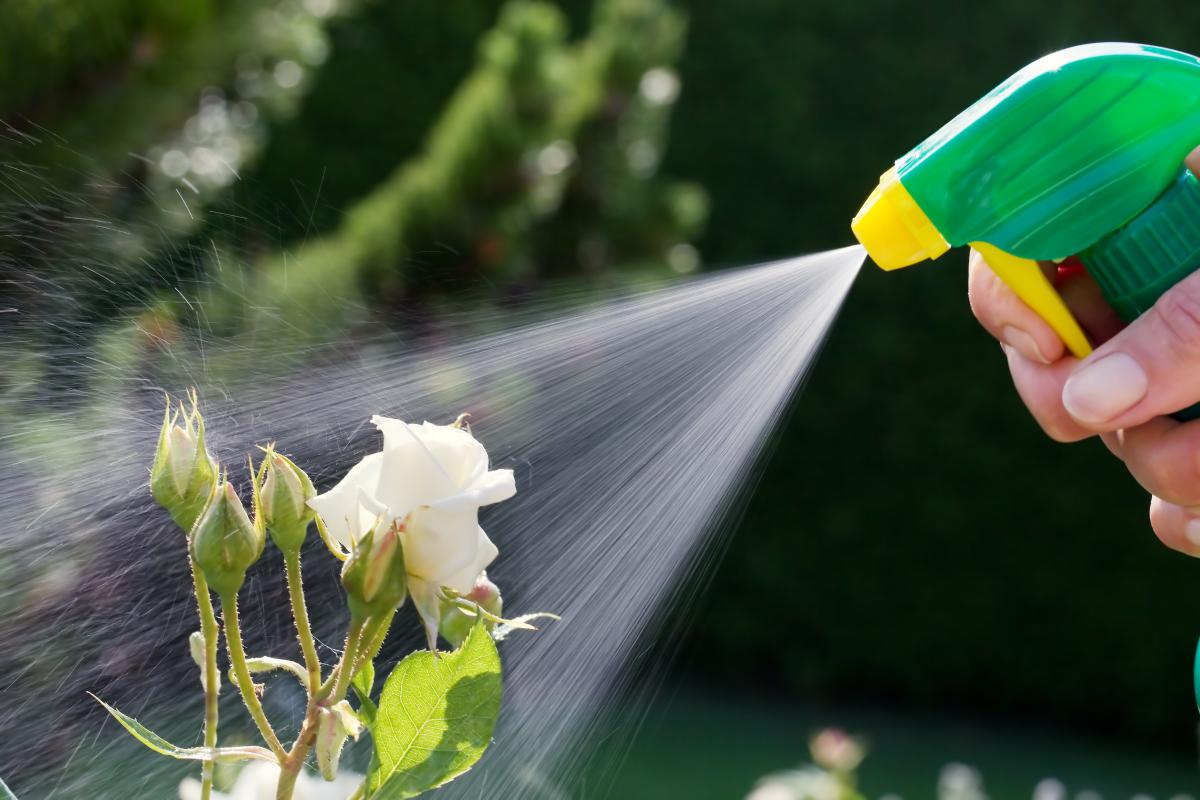 How to get rid of pests in the garden / depositphotos.com
