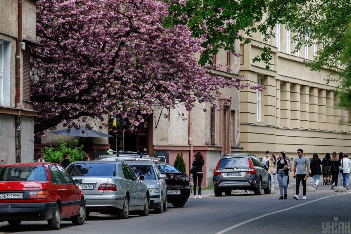 Сакури – один з символів Ужгорода / фото УНІАН (Янош Немеш)