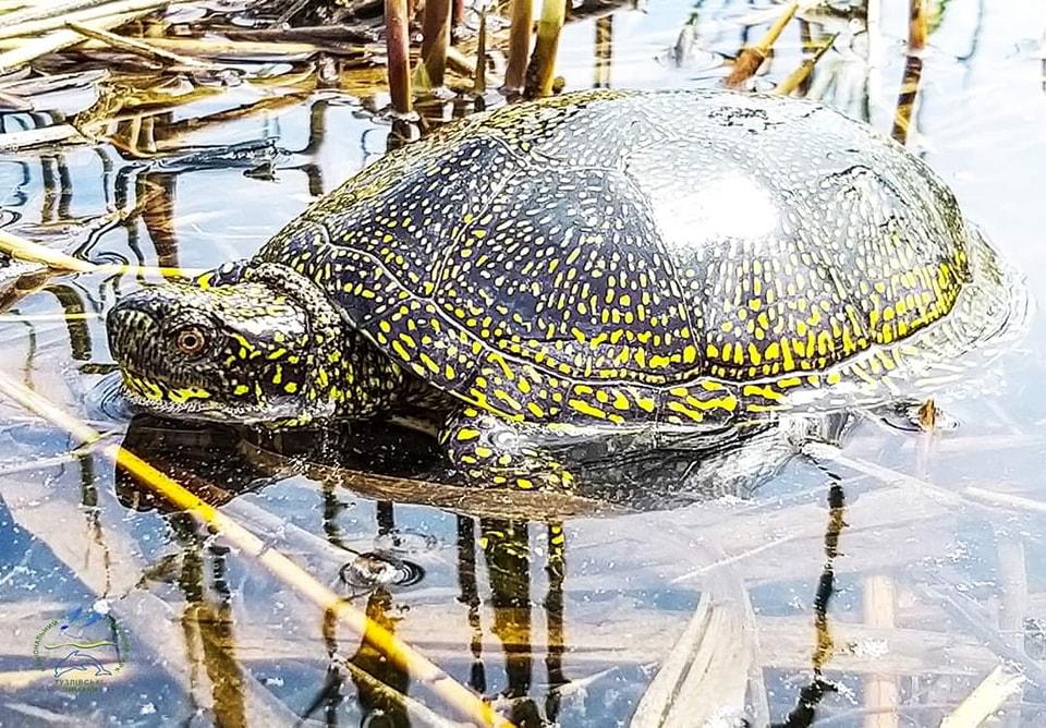 В нацпарке Одесской области проснулись болотные черепахи /фото Facebook/Тузловские лиманы
