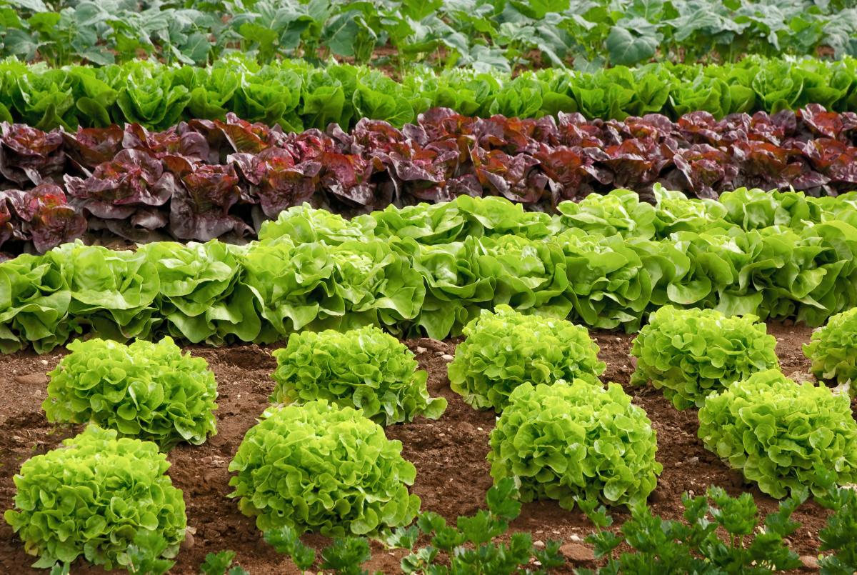 How to plant lettuce at home / depositphotos.com