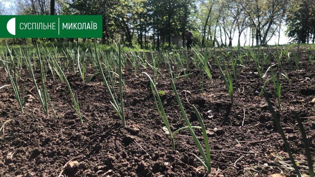 Миколаїв сьогодні, 7 травня: що зараз відбувається у місті та області Миколаїв сьогодні, 7 травня: що зараз відбувається у місті та області