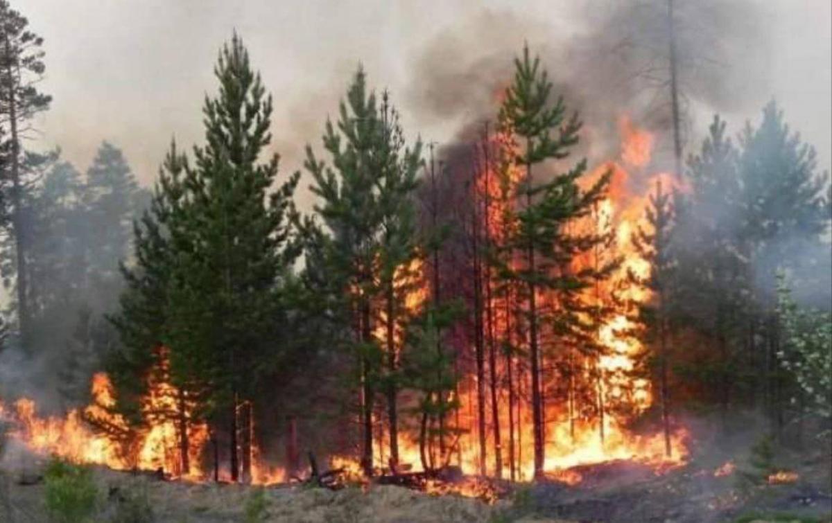 На Херсонщине горят леса