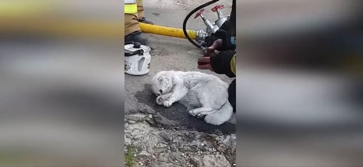 Спасатели реанимировали кота / скриншот Спасатели реанимировали кота / скриншот