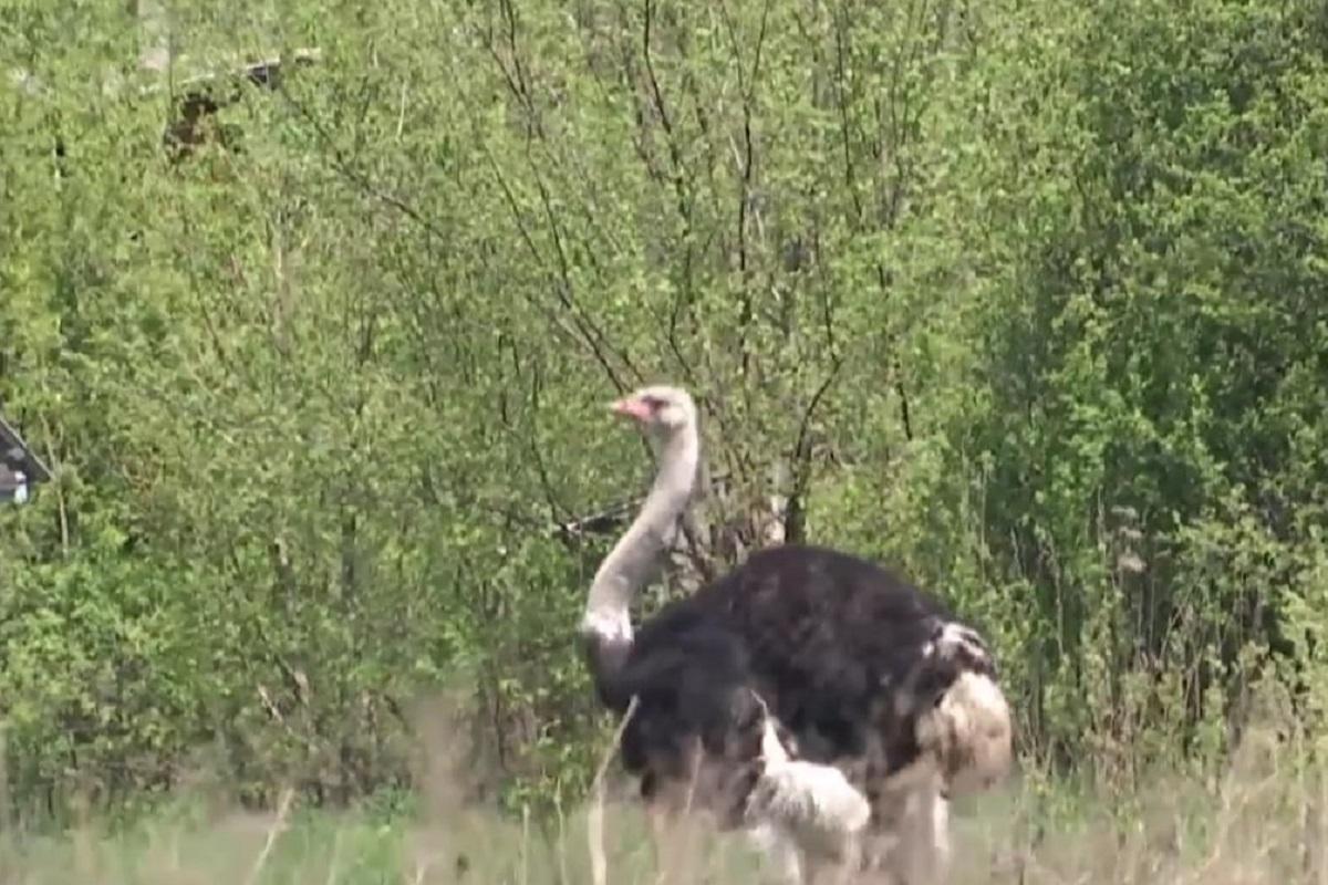 Сначала люди жалели птицу, они ее подкармливали и даже пытались ее поймать / скриншот