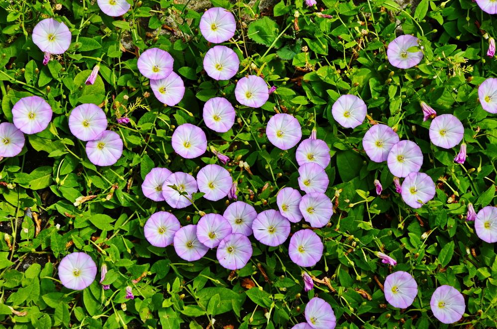 Народне свято 5 червня / фото ua.depositphotos.com