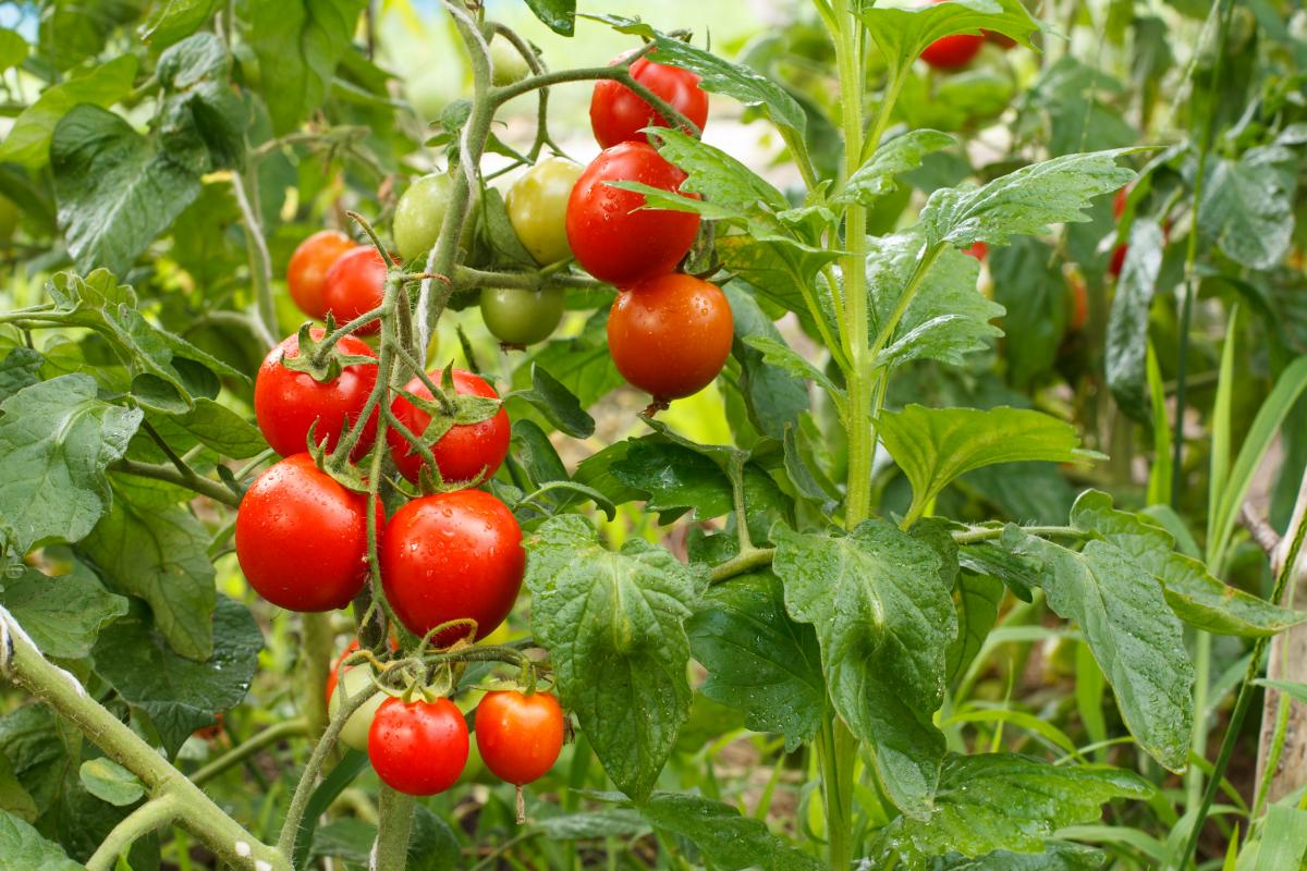Через високі ціни томати дозволити собі зможуть не всі / фото ua.depositphotos.com