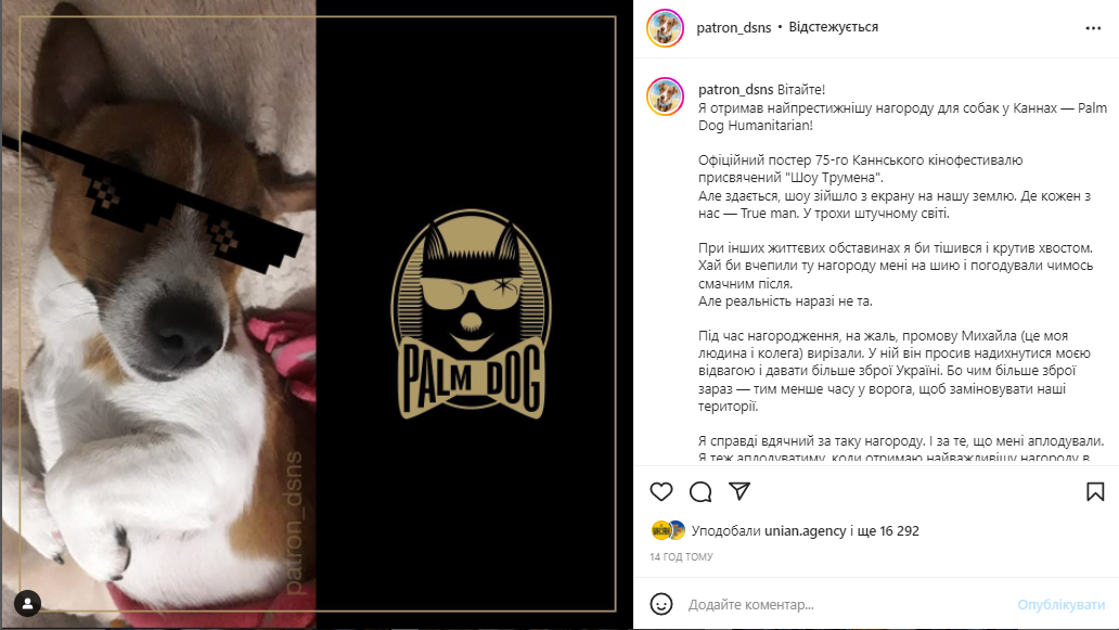 Пес Патрон отримав премію на кінофестивалі Канна (фото, відео) Пес Патрон отримав премію на кінофестивалі Канна (фото, відео)