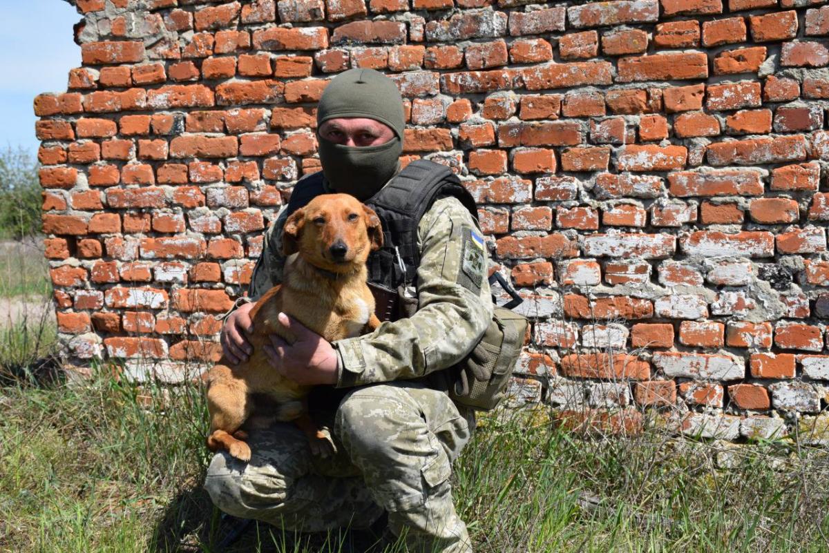 Прикордонники розповіли про собаку-"добровольця" Туксона / фото ДПСУ Прикордонники розповіли про собаку-"добровольця" Туксона / фото ДПСУ