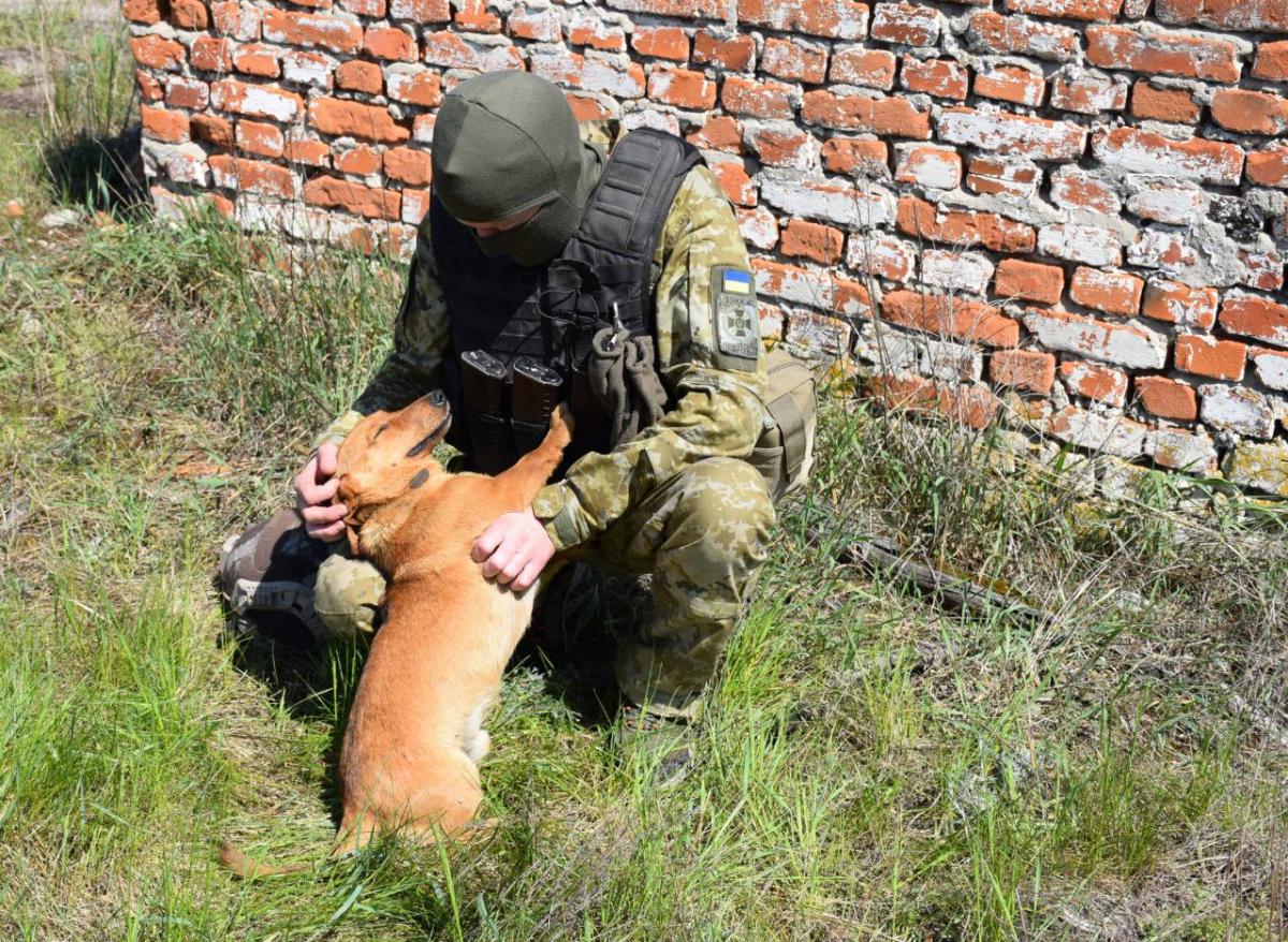Пограничники рассказали о собаке - "добровольце" Туксоне / фото ГНСУ