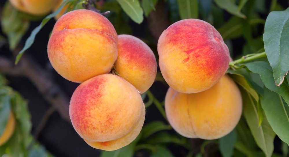Саженцы персиков - купить дерево персика в питомнике Украины | Экосад