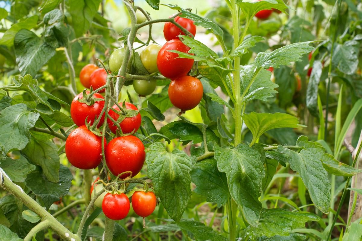 Чем подкормить помидоры - народные средства и советы — УНИАН