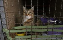 Во Львове обустроили штаб помощи брошенным животным-переселенцам (фоторепортаж)