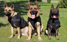 США передали украинским пограничникам бронежилеты для служебных собак (фото)