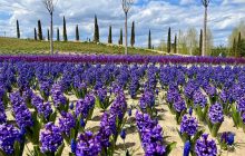 "Природу не спинити": зруйнований окупантами ландшафтний парк під Києвом відновлює роботу