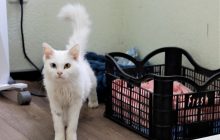 Киян просять прихистити з тимчасового притулку врятованих від війни тварин