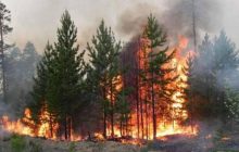 У Херсонській області вирують пожежі, які не дають гасити окупанти (фото, відео)