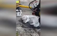 У Черкаській області "відкачали" кота, якого витягли з охопленої вогнем квартири (відео)