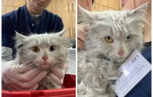 На Київщині зі зруйнованого будинку врятували кішку з "патріотичними" очима (фото)