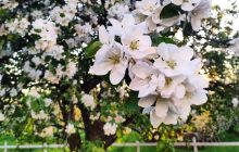 На ВДНГ у Києві квітнуть яблуневі сади, а також відкривається оранжерея (фоторепортаж)