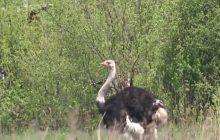 На Киевщине оккупанты едва не съели страуса: его спасли и кормили селяне (видео)