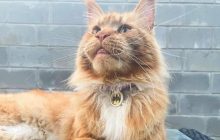 Викрадений окупантами кіт з Бучі проїхав тисячі кілометрів, щоб возз'єднатися з родиною