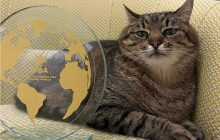 Популярный кот-блогер из Харькова получил в Каннах престижную награду (фото)