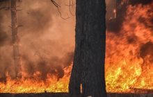 Площа лісових пожеж у Росії за останні чотири дні збільшилася удвічі