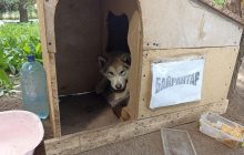 Пожарным из Харькова помогает пес, которого спасатели вытащили из огня (фото)