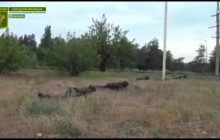 Превзошли "кадыровцев": боевики "ЛНР" опозорились постановочным штурмом (видео)