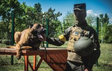 Брошенный оккупантами пес Макс теперь служит в рядах Нацгвардии Украины (фото)