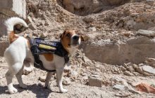 Пес Патрон пообіцяв перегризти телефонні дроти через приїзд Макрона в Україну