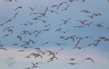 В Одесской области в заповедник прилетели более тысячи самых маленьких в мире чаек (фото)