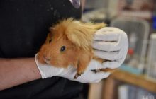 Кролики, шиншиллы, свинки: львовский приют ищет дом сотням "переселенцев" (фоторепортаж)