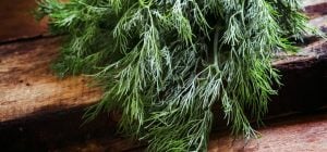 Кріп залишатиметься свіжим дуже довго: як правильно зберігати зелень у холодильнику