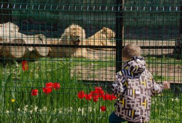 В одеському зоопарку врятовані з-під обстрілів у Харкові леви вийшли до публіки (фото)