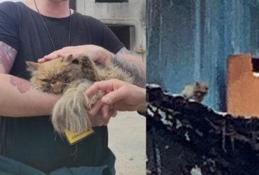 З 7 поверху знищеної будівлі в Бородянці врятували кота (фото)