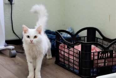 Киян просять прихистити з тимчасового притулку врятованих від війни тварин