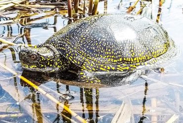 Еколог показав червонокнижних бойових черепах в Одеській області (фото)
