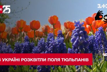 Крупнейший парк тюльпанов в Украине расцвел после месяца боев и оккупации