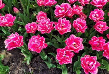 Як продовжити життя квітам, чи допоможе аспірин: лайфхаки флориста (відео)