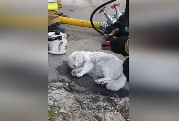В Черкасской области откачали кота, которого вытащили из охваченной огнем квартиры (видео)