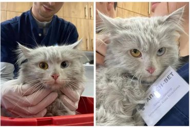 На Київщині зі зруйнованого будинку врятували кішку з патріотичними очима (фото)