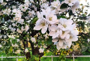 На ВДНГ у Києві квітнуть яблуневі сади, а також відкривається оранжерея (фоторепортаж)