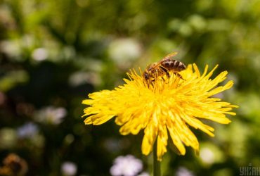 Апокаліптичний сценарій про смерть трави стає усе ближчим, - вчені