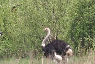 На Київщині окупанти ледь не з'їли страуса: його врятували та годували селяни (відео)