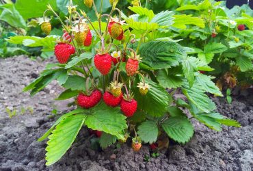 В Україні стрімко дешевшає популярна солодка ягода